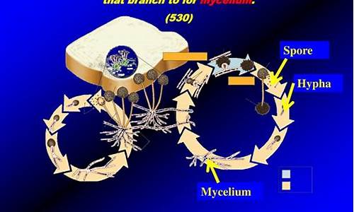 Mycelium费率官方网址-Mycelium费率官网下载-Mycelium费率安卓版下载(费率在线计算)(图1)